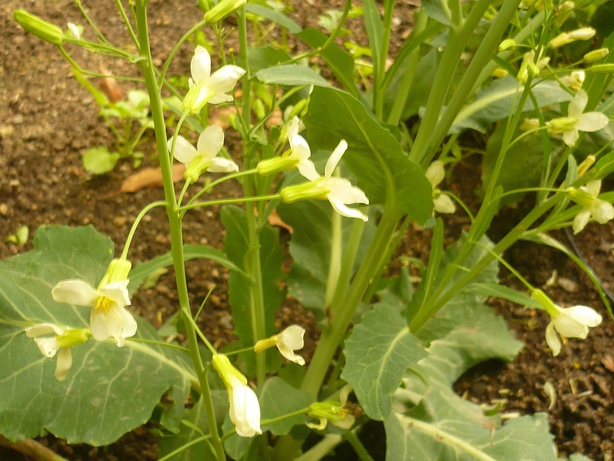Brassica oleracea (Brassicaceae)